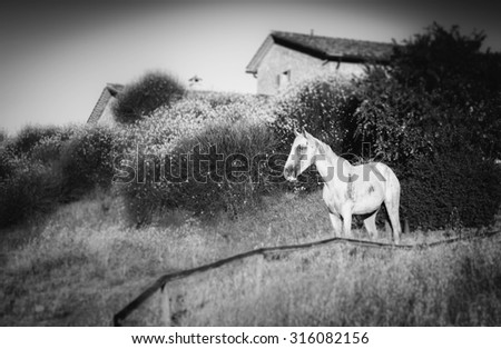 Black and white wild horse with shallow depth of field