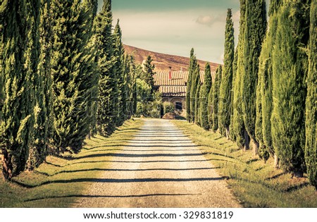 PIENZA, ITALY - JUNE 22, 2015: Tall cypress trees down the country road in Tuscany
