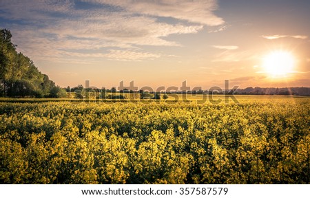 Sunset and idyllic country landscape with field of yellow rapeseed