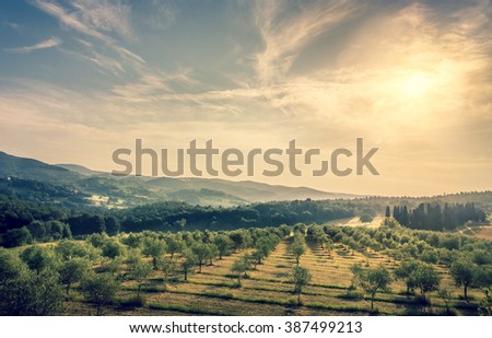 Blue sky over olive field in Tuscany