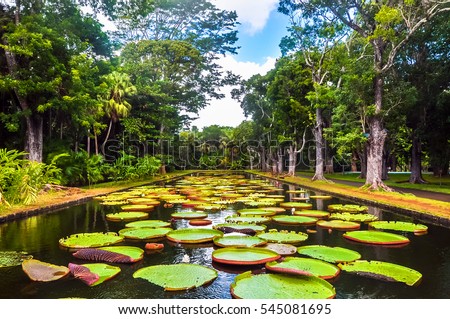 Sir Seewoosagur Ramgoolam Botanical Garden, pond with Victoria Amazonica Giant Water Lilies, Mauritius