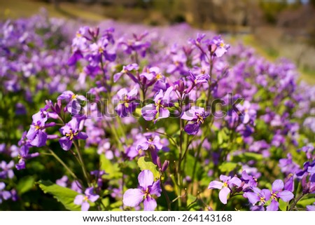 Purple flowers in spring ,Japanese garden.