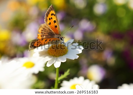 Beautiful flowers in the spring with a lovely butterfly.