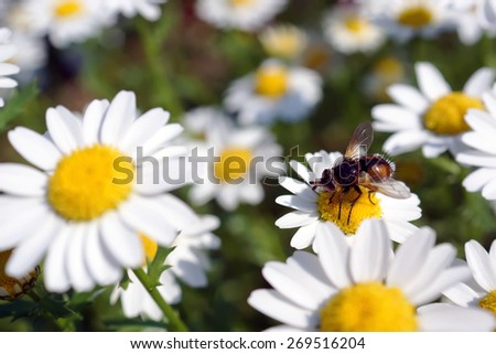 Beautiful flowers in the spring with a cute little bee