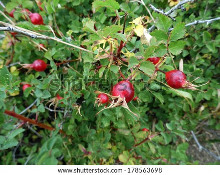 Rose hips growing on the mountainside. They are edible and are a great source of vitamin C.