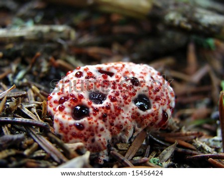 Blood tooth Fungus, growing from the spruce needles.