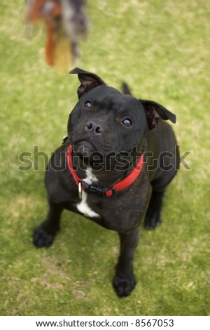 puppies staffy