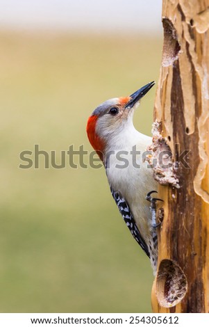 Red-bellied Woodpecker at suet feeder.
