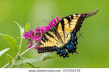 Swallowtail Butterfly on a Butterfly Bush.