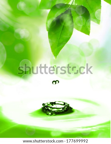 Drop of water falls from green leaves. Eco concept.