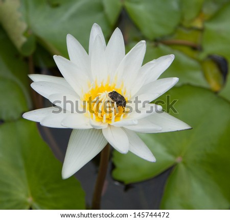 White Lotus has black insects in its seeds