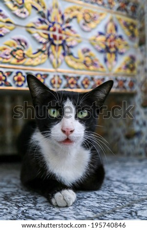 Black and white cat sit