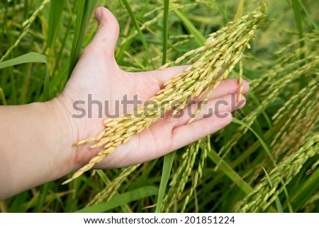 Rice seed on hand