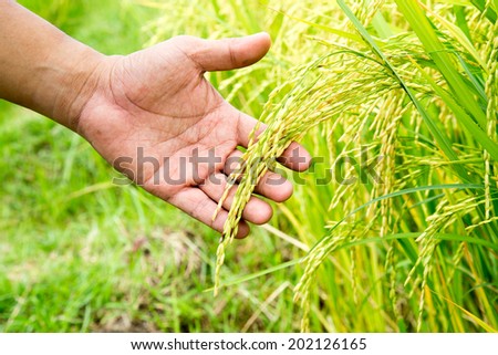 Rice seed on hand