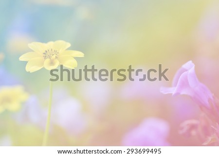 yellow flower use rainbow gradient filter