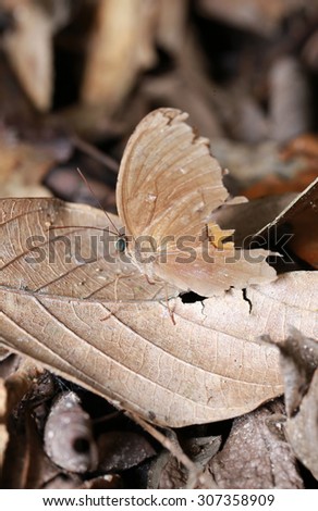 handicap disguise brown butterfly on dried brown leaf