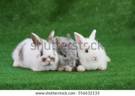 Group of three adorable little baby rabbit on faux green grass