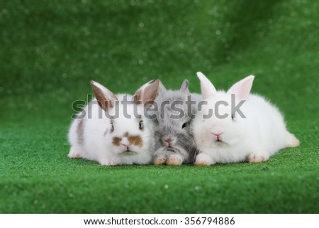 Group of three baby rabbit on green grass