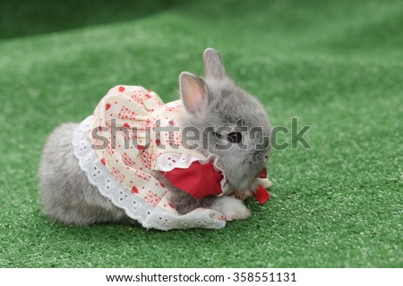 grey rabbit dress up on green grass