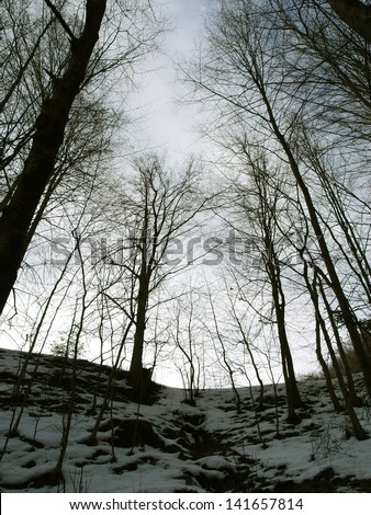 Dark winter forest in the evening