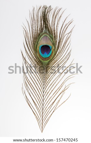 peacock feather on light background