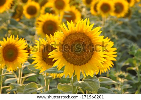 sunflowers field with back lighting