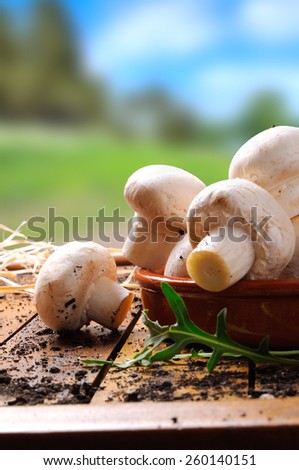 freshly picked mushrooms on a wooden table in the field