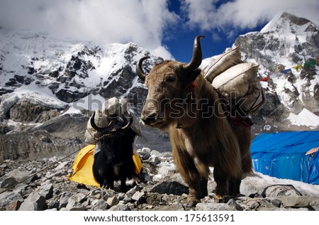 Yaks Carrying Supplies To Mt. Everest Base Camp, Himalayas, Nepal