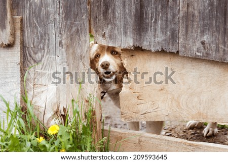 dog behind fence