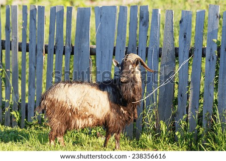 Old goat on a background of the fence
