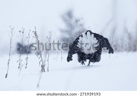Black grouse turned away from camera on a snow-covered field