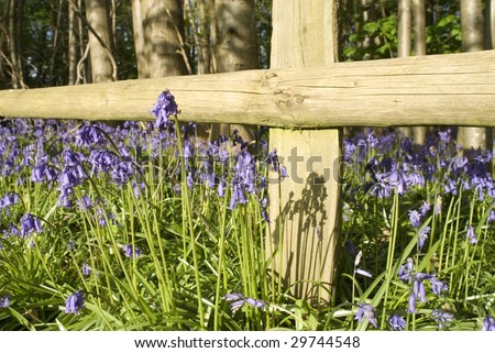 Close-up of bluebells next to fence post