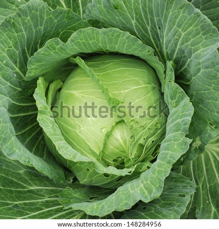 Cabbage originated from Eastern Mediterranean coast, began in 16th century introduced to China. General cultivation in China, is one of China\'s main vegetable.