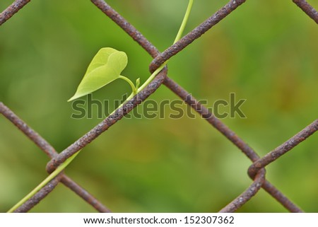 Morning glory growing up a fence