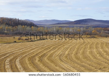finished wheat fields