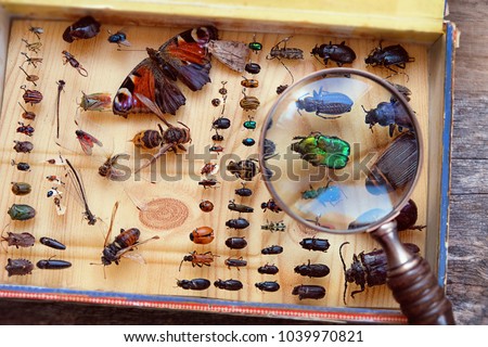 Collecting insects with pins and magnifying glass. Amateur or school homemade insect collection. Collection of insects entomologist. soft focus