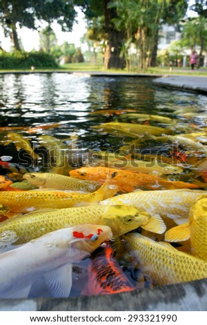 Colorful of life. Koi fish pond in Jogjakarta, Indonesia