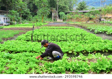 Cameron Highland, Malaysia Ã¢?? September 22, 2013. Farmer at work. A farmer harvesting the vegetables at his farm in Cameron Highland, Malaysia