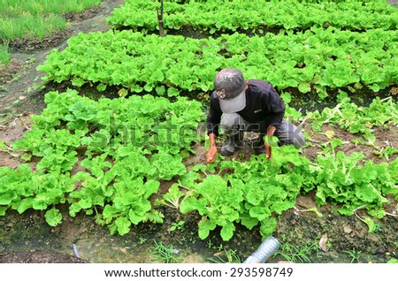 Cameron Highland, Malaysia â?? September 22, 2013. Farmer at work. A farmer harvesting the vegetables at his farm in Cameron Highland, Malaysia