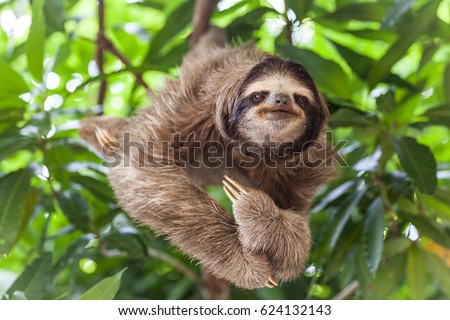 The sloth on the tree