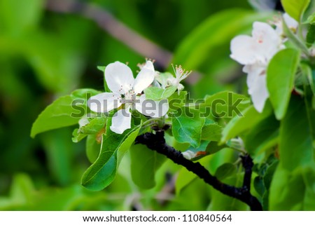 one apple white an apple-tree flower illuminated by a bright ray of the spring sun and blue sky on a back background