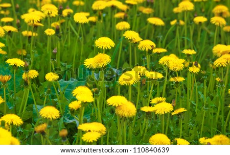 dandelion field of yellow dandelions a blindingly bright color on the background of emerald green spring grass clear Sunny day