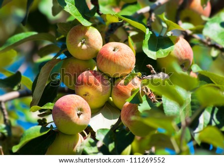 apples in an Apple orchard on the branch of a sour-sweet Apple trees crabapple of green red color with green leaves on the background of the bright blue sky