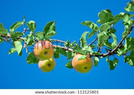 apples in an Apple orchard on the branch of a sour-sweet Apple trees of green red color with green leaves on the background of the bright blue sky