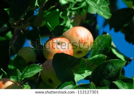 couple two apples in an Apple orchard on the branch of a sour-sweet Apple trees of green red color with green leaves on the background of the bright blue sky