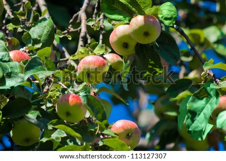 apples in an Apple orchard on the branch of a sour-sweet Apple trees of green red color with green leaves on the background of the bright blue sky