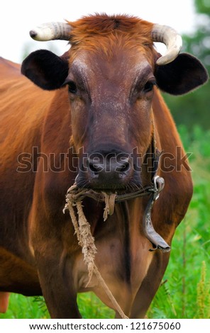 cow red stands on the background of the milky sky looks smart dark eyes threatened with beautiful horns with soft,  green rural landscape with lush grass
