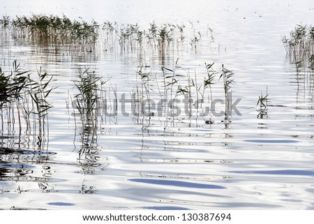 lake water with sedge growing rare bushes silhouette standing out on the background of clean water with reflection and refraction