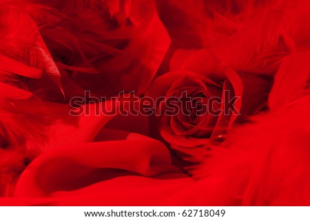 red revealed rose on a red fabric in a surrounding of red pens and a boa in red lighting