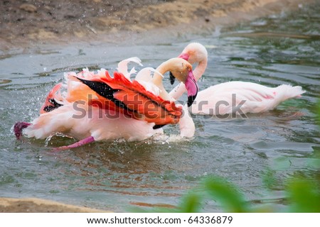 Two pink flamingos swim in lake splashing wet with drops in air and on wings against a pond, the earth and green leaves of a bush and a tree